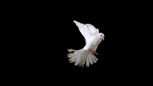 White dove flying - ULTRA SLOW MOTION