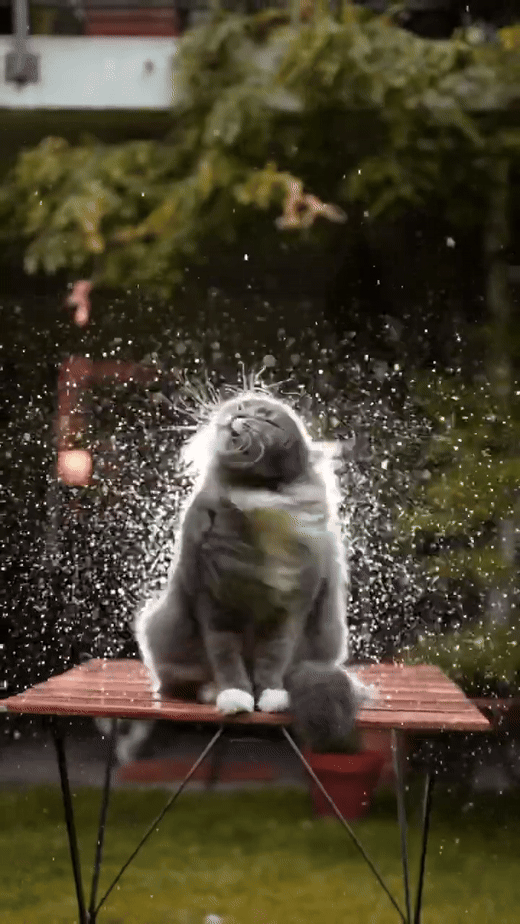 Some cats feel the rain. Others just get wet. #catographer #cat #rain #rainyday 