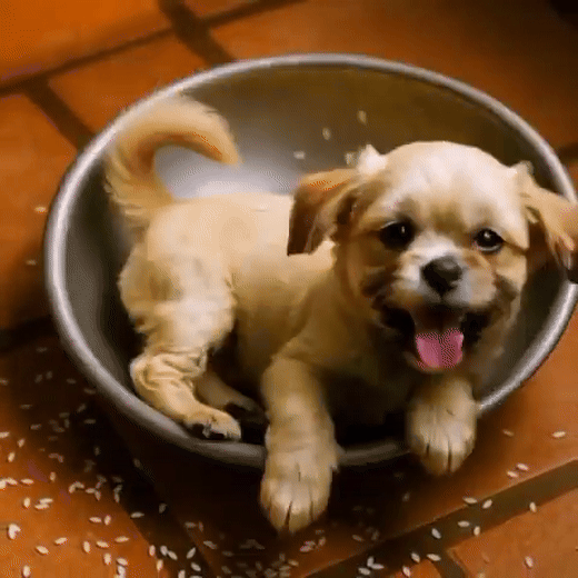 “Adorable Dog Relaxing in a Fiery Frying Pan Disaster – Shockingly Funny Cartoon