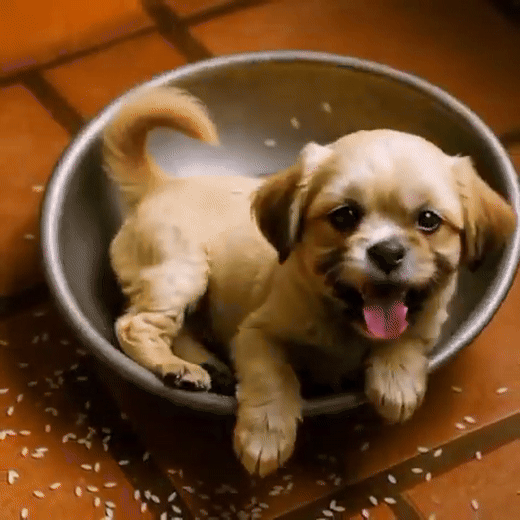 “Adorable Dog Relaxing in a Fiery Frying Pan Disaster – Shockingly Funny Cartoon