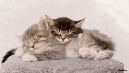 Beautiful Autumn Friendship 🐾 Baby Animals’ Cutest Moments in Stunning 4K UHD