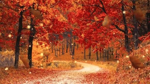 Autumn Forest Ambience [Music by Adrian von Ziegler - Autumn Forest, Relaxing Ce