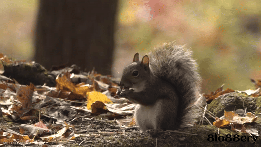 Beautiful Autumn Friendship 🐾 Baby Animals’ Cutest Moments in Stunning 4K UHD