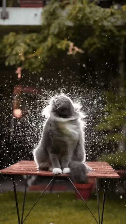 Some cats feel the rain. Others just get wet. #catographer #cat #rain #rainyday 