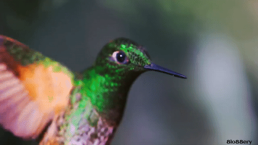 Wild Colombia Revealed | Free Documentary Nature