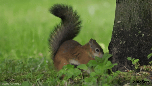 Beautiful Autumn Friendship 🐾 Baby Animals’ Cutest Moments in Stunning 4K UHD