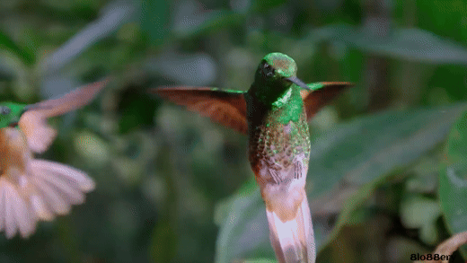 Wild Colombia Revealed | Free Documentary Nature