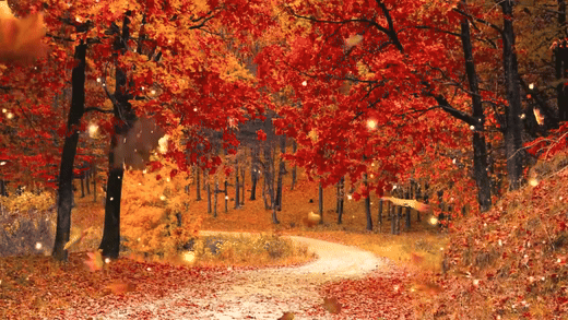 Autumn Forest Ambience [Music by Adrian von Ziegler - Autumn Forest, Relaxing Ce