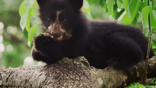 Wild Colombia Revealed | Free Documentary Nature